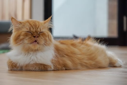 Relaxed Orange and White Long-Haired Cat Lying on Wooden Floor Near Window photo