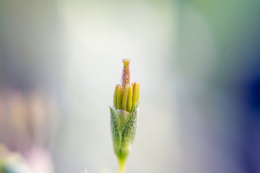 Close-up of Flower Bud with Dew Drops in Soft Focus photo