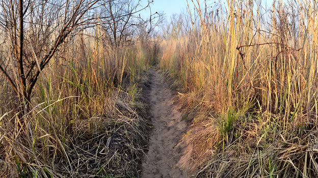Journey Through Dry Grasses And Bare Branches Path. photo