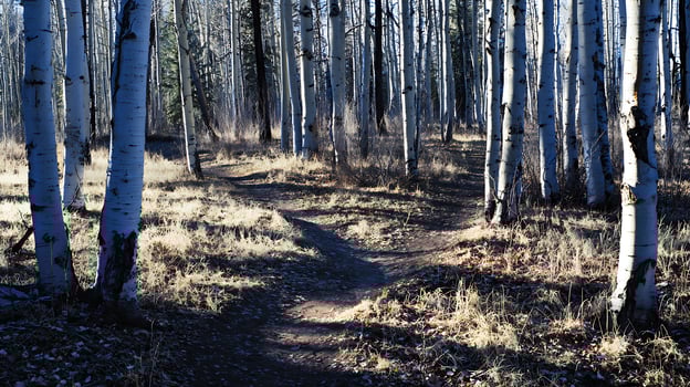 Sunlit Path Through a Birch Forest in Autumn. photo
