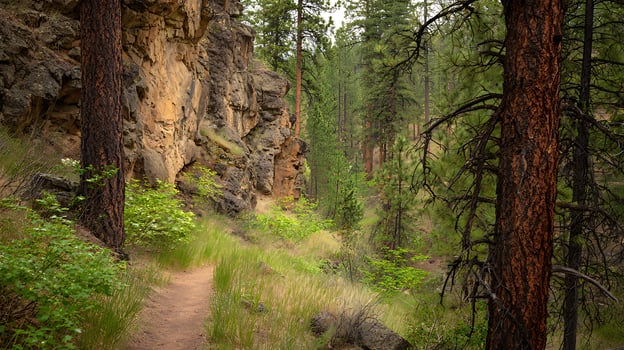 Path through the forest with rock cliff and pine trees. photo