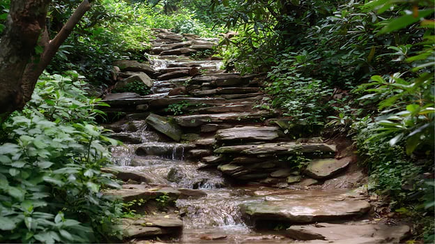 Stone steps winding through a lush green forest with a gentle stream. photo