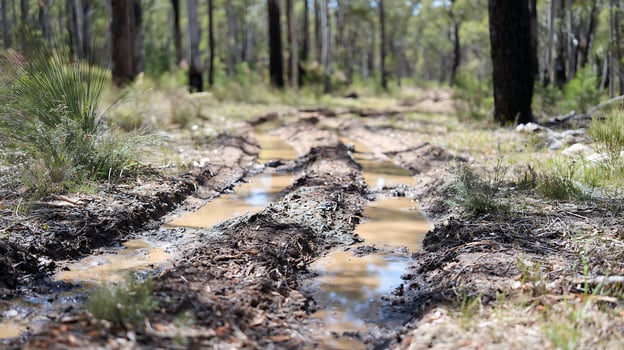 Muddy forest path with puddles and tall trees in summer sunlight. photo