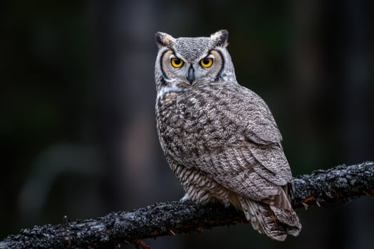 Owl perches on branch, staring ahead, in dark forest. Wildlife nature photo