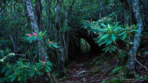 A Mysterious Path Through a Lush Forest with Pink Rhododendrons. photo