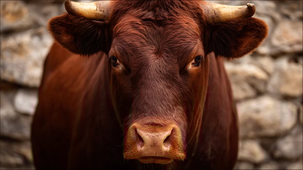 Powerful Brown Cow With Impressive Horns Gazes Directly Ahead. photo