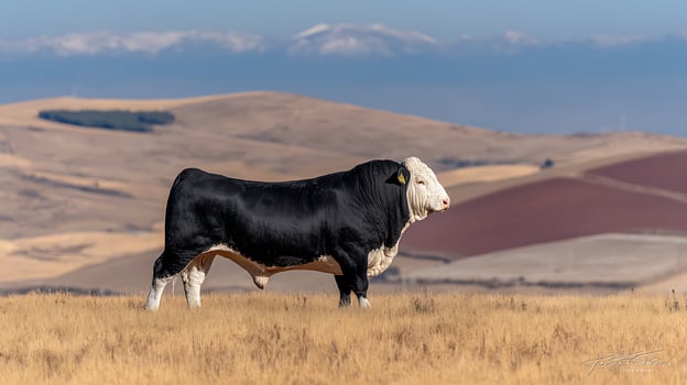 Powerful Hereford Bull Standing Proudly in a Golden Field photo