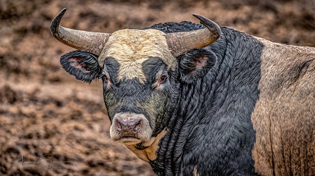 Majestic Bull with Powerful Horns and Intense Gaze Stands Tall. photo