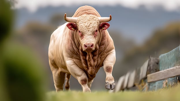 Powerful Light Colored Bull Charging Forward in a Field. photo