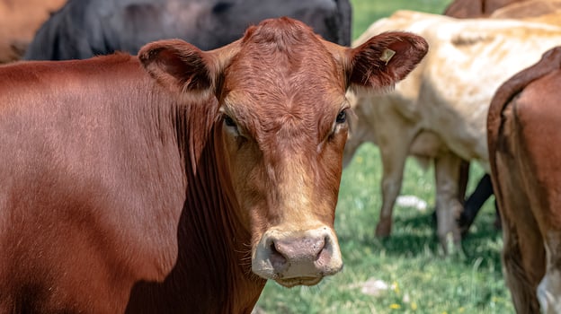 Portrait of a Brown Cow in a Green Field on a Sunny Day. photo
