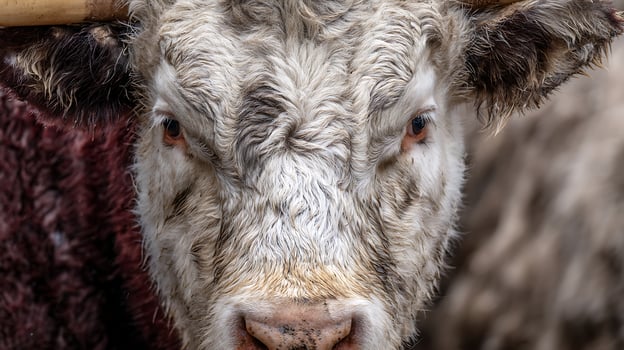 Close up portrait of a wet, muddy cow's face with striking eyes. photo