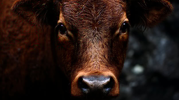 A wet calf's gentle gaze, capturing a moment of quiet reflection. photo