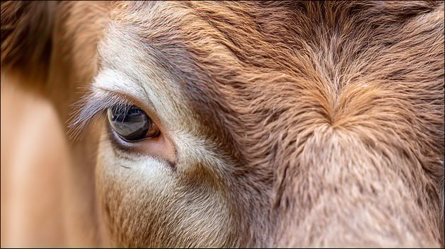 A Gentle Gaze Extreme Close Up of a Cow's Eye and Fur. photo