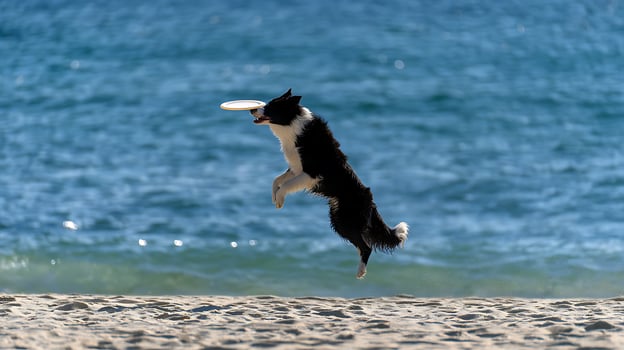 Dog Leaping to Catch Frisbee at the Beach with Ocean Background. photo