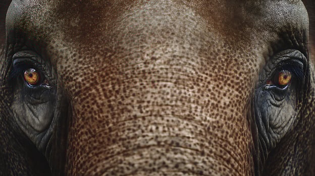 Intimate Close Up Of An Elephant's Wise Eyes And Textured Skin. photo