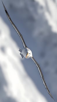 Majestic Albatross Soars Through a Cloudy Sky with Grace. photo