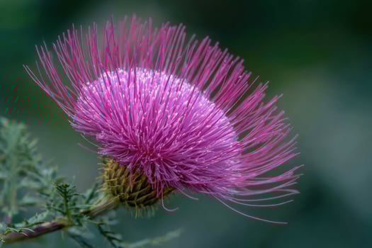Macro of purple thistle flower with pink petals and green background, sharp botanical photo