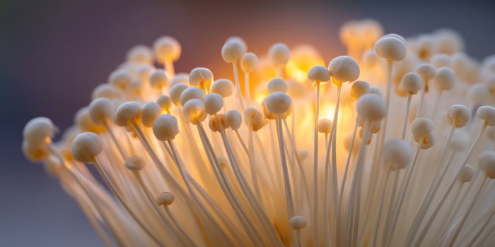Delicate golden enoki mushrooms cluster softly against a blurred background photo