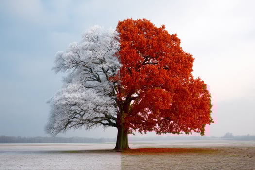 Dichotomy Tree split in winter frost and autumn color, field against pale sky photo