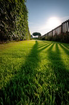Lawn with Long Fence Shadows on Green Grass Under Sunlight, Summer Day Outdoors photo