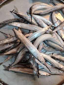 Pile of Fresh Needlefish on Metal Tray Ready for Cooking and Seafood Market Display photo
