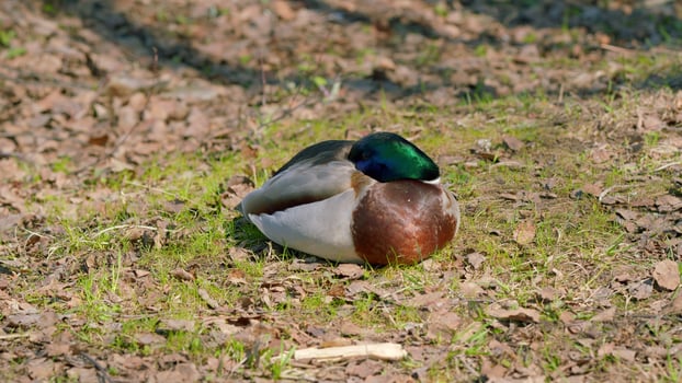 A Resting Duck in a Beautiful Natural Setting Surrounded by Lush Greenery and Peaceful Waters photo