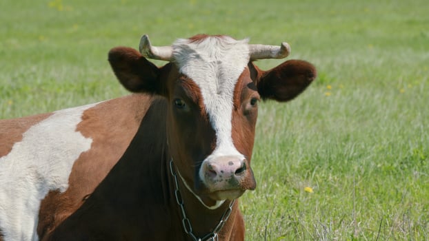 A CloseUp Visit of a Brown and White Dairy Cow Grazing in a Serene Pasture Environment photo