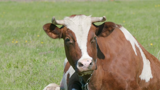 A Beautiful Brown and White Cow is Relaxing Peacefully in a Lush Green Pasture Field photo