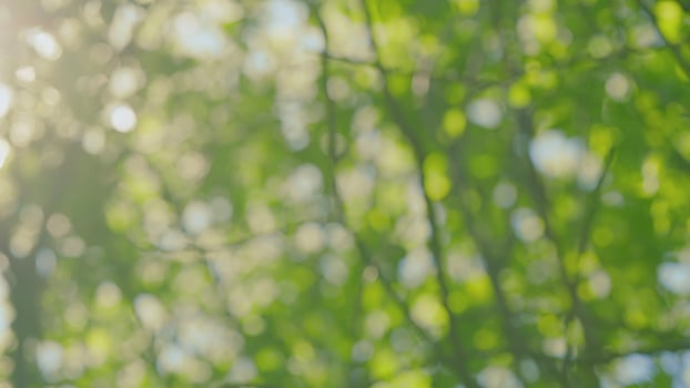 A Serene and Peaceful Nature Background Featuring Beautifully Illuminated Green Foliage photo