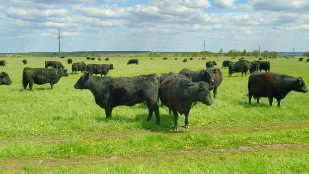 Black cattle peacefully grazing in the vast, open green pasture on a sunny day in nature photo