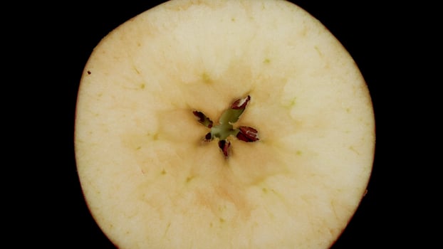 A detailed crosssection of a Fresh Apple, beautifully showcasing its seeds, flesh, and structure photo