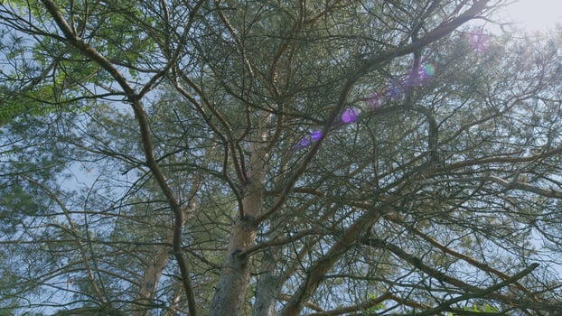 A Majestic Tree Canopy, Beautifully Bathed in Warm Sunlight, Enhancing the Landscape photo
