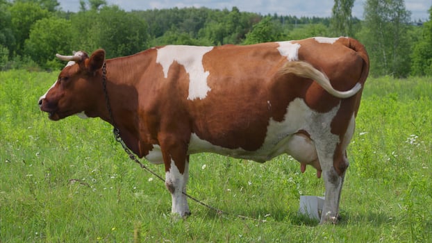 A Beautiful Brown and White Cow Grazing Gracefully in a Lush Green Field Under the Sun photo