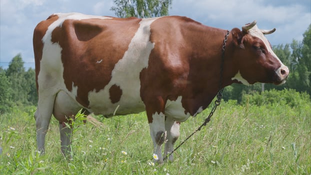 A Beautiful Brown and White Cow Grazing in a Lush Green Field Surrounded by Nature photo