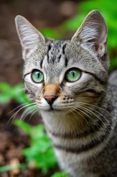 Tabby cat portrait outdoors with blurred green grass in the background photo