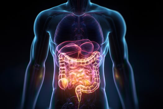The human digest is highlighted in this image photo