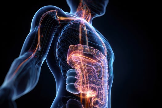 The human body is highlighted by the organs photo