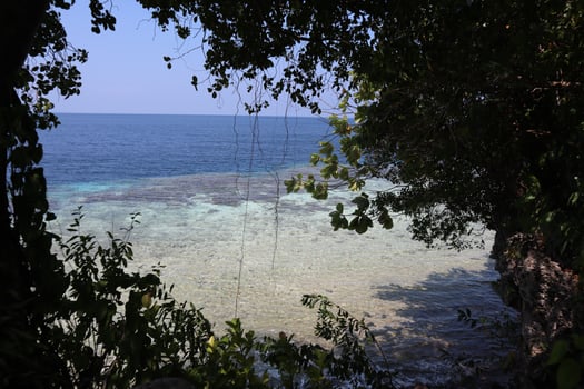 Lush green foliage frames the tranquil beach view photo