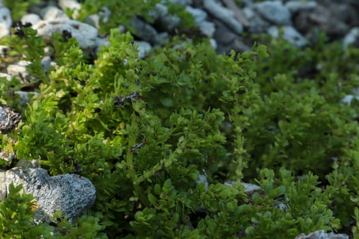 A dense growth of green vegetation, possibly succulents, surrounded by scattered white rocks photo