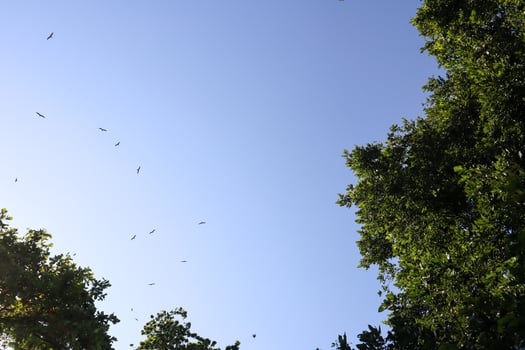 Clusters of lush green leaves adorn the clear blue sky. Many birds can be seen soaring high above photo