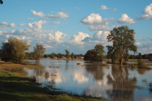 A flooded field with trees and grass photo