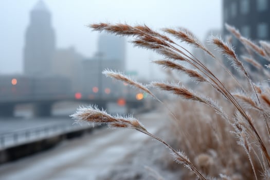 A view of tall grass in front of a city photo