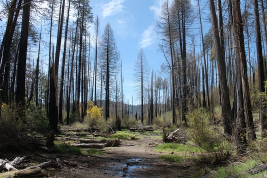 A trail in the woods with dead trees and grass photo