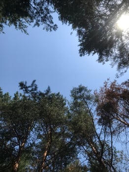 View of the clear blue sky from a pine forest canopy photo