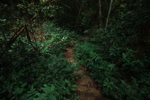 Lush Green Pathway Leading to Monthathan Waterfall in Chiang Mai photo