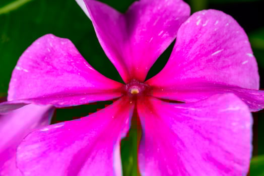 Catharanthus roseus, beautiful five-petaled flower of ornamental plant in garden, Odessa photo