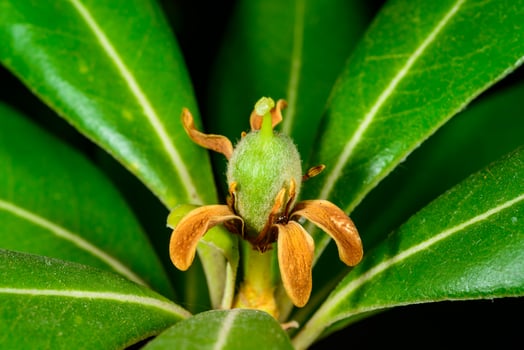 Pittosporum sp., A green fruit in the middle of shiny green leaves photo