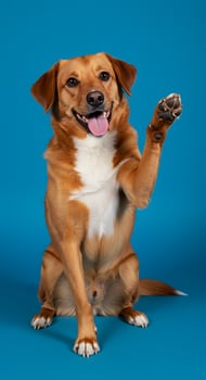 A dog sitting on its hind legs with its paw raised photo