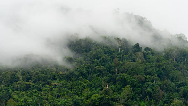 Close up of nature with this stunning footage. Moment when soft white clouds slowly drift over lush forested mountaintops. Creating a relaxing and dreamy atmosphere. photo
