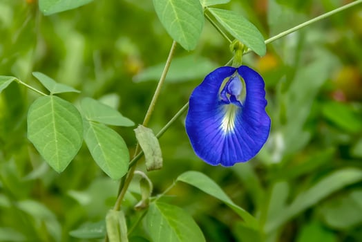 Vibrant blue butterfly pea flower blooms amidst lush green foliage in natural setting photo